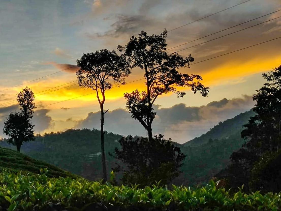 Janiro Tea Trees Villas 비티리 외부 사진