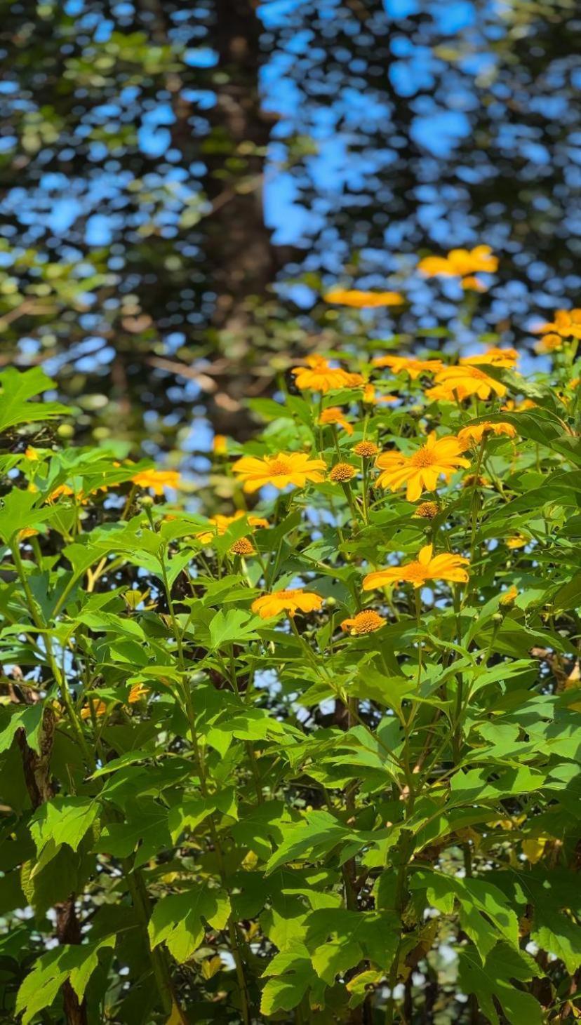 Janiro Tea Trees Villas 비티리 외부 사진