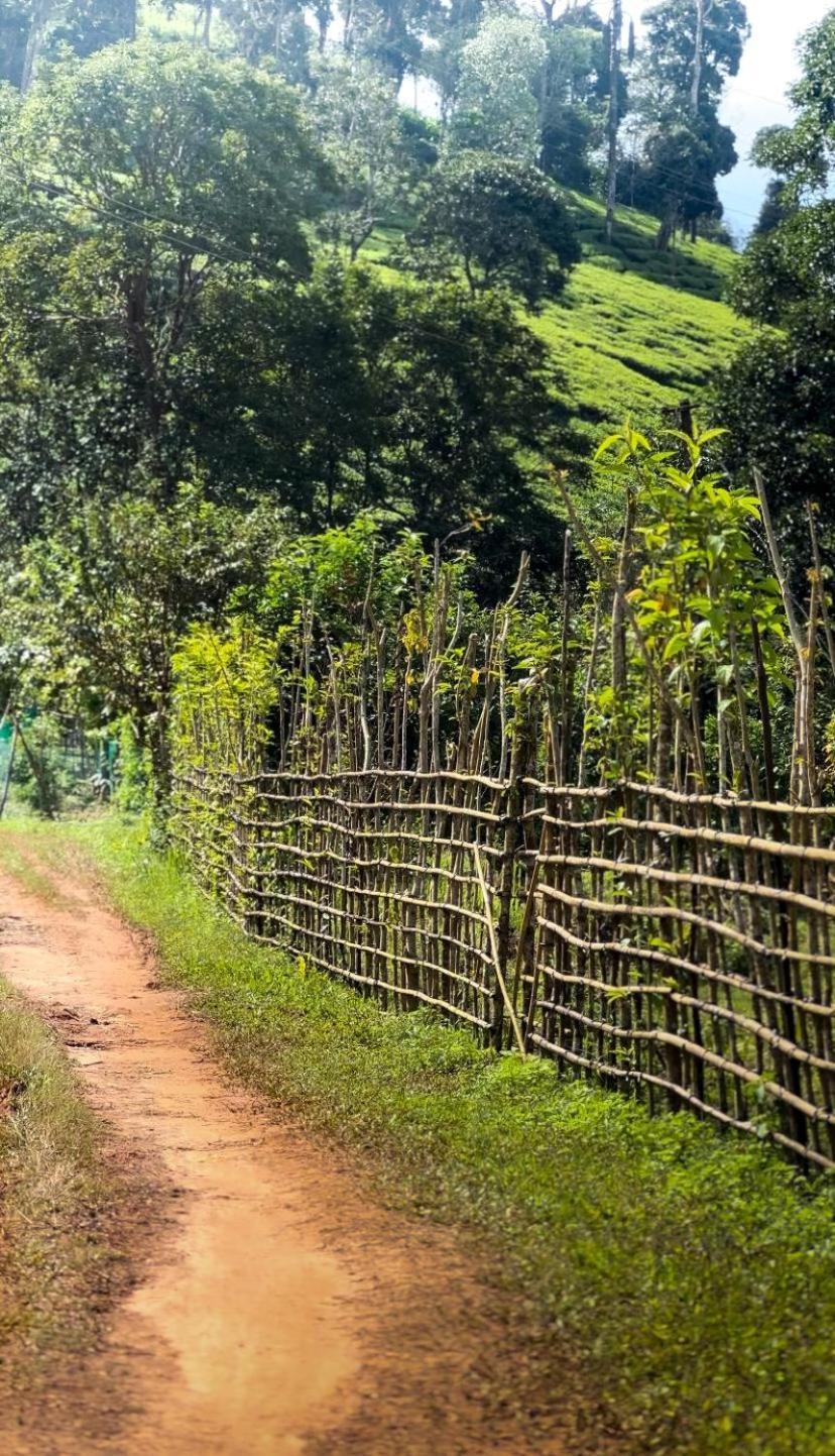 Janiro Tea Trees Villas 비티리 외부 사진