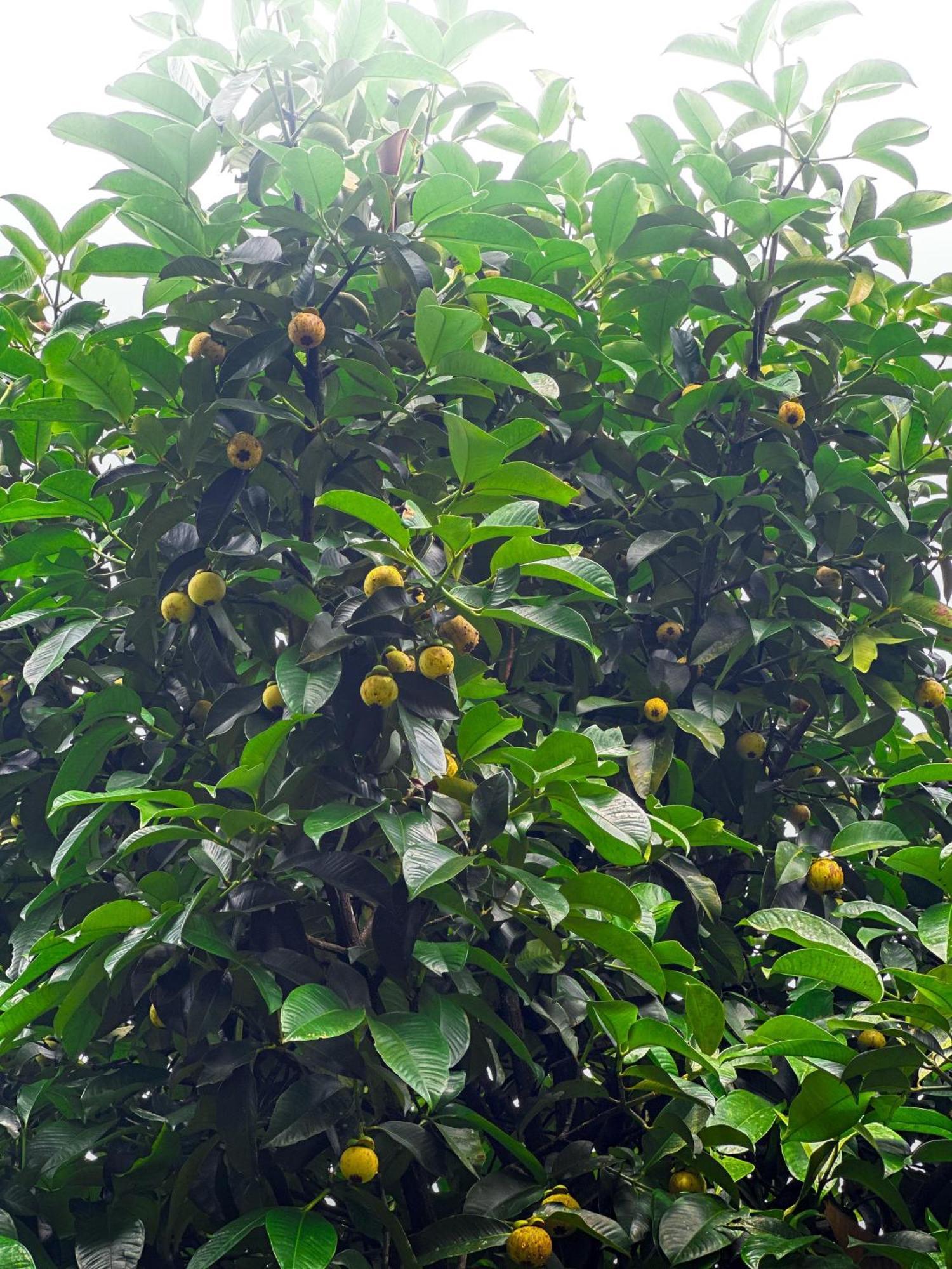 Janiro Tea Trees Villas 비티리 외부 사진