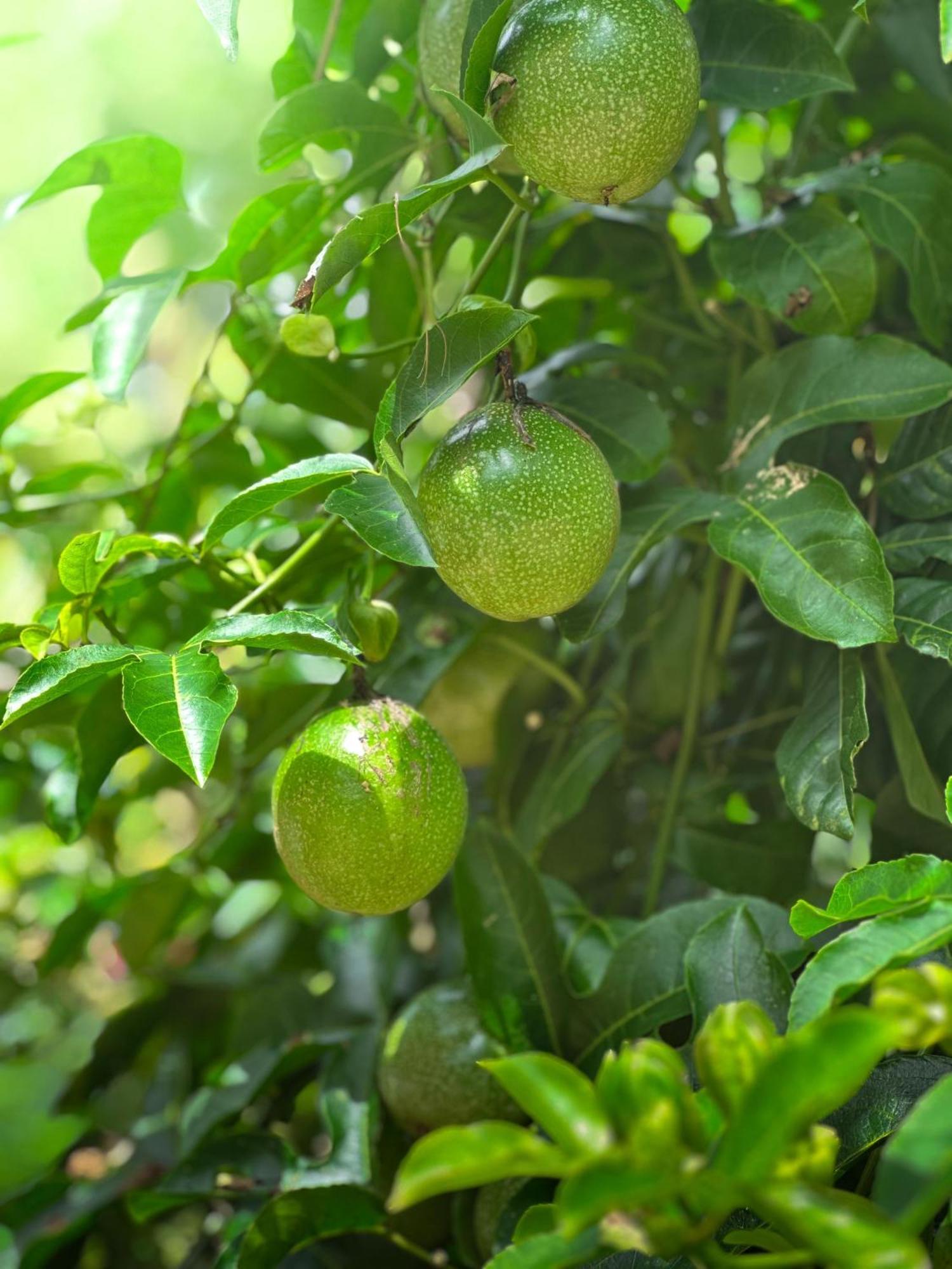 Janiro Tea Trees Villas 비티리 외부 사진