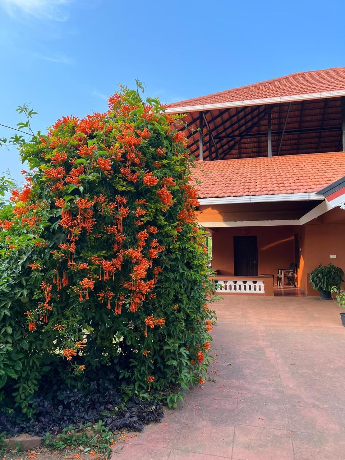 Janiro Tea Trees Villas 비티리 외부 사진